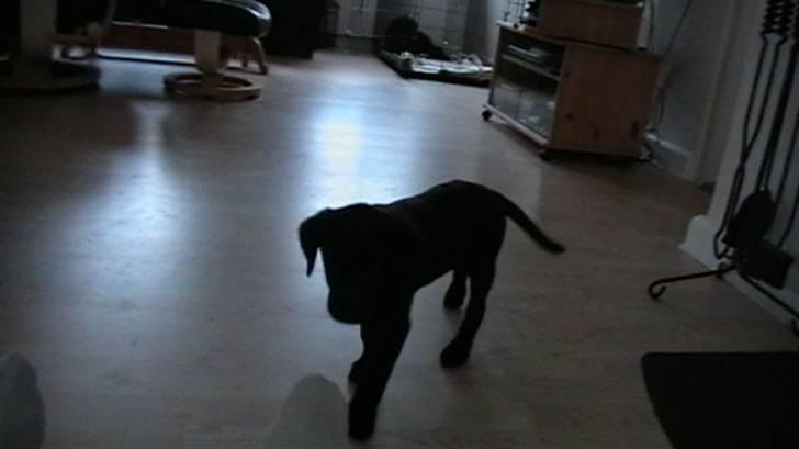 Labrador retriever Timberline Savannah billede 14