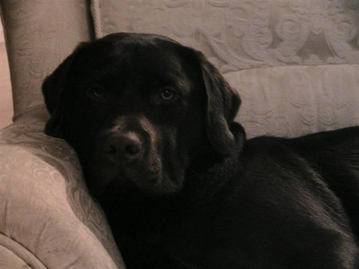 Labrador retriever Louie - Louie aftenhygger på sofaen billede 13