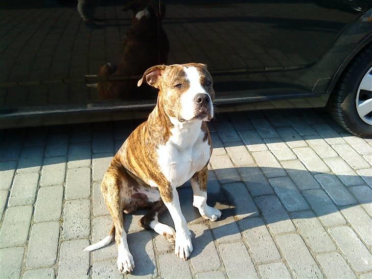 Blanding af racer Lou billede 8