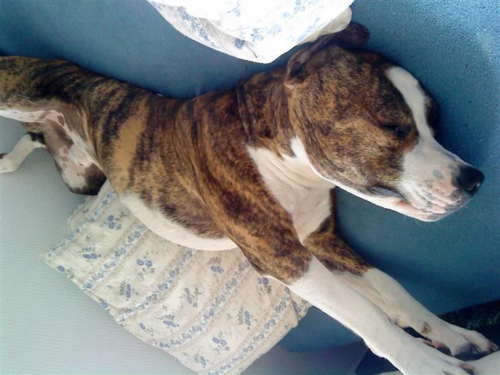 Blanding af racer Lou billede 9