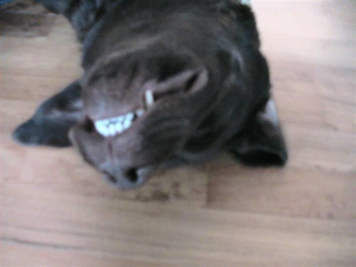 Labrador retriever Louie - Smil til verden og verden smiler til dig :-) billede 26