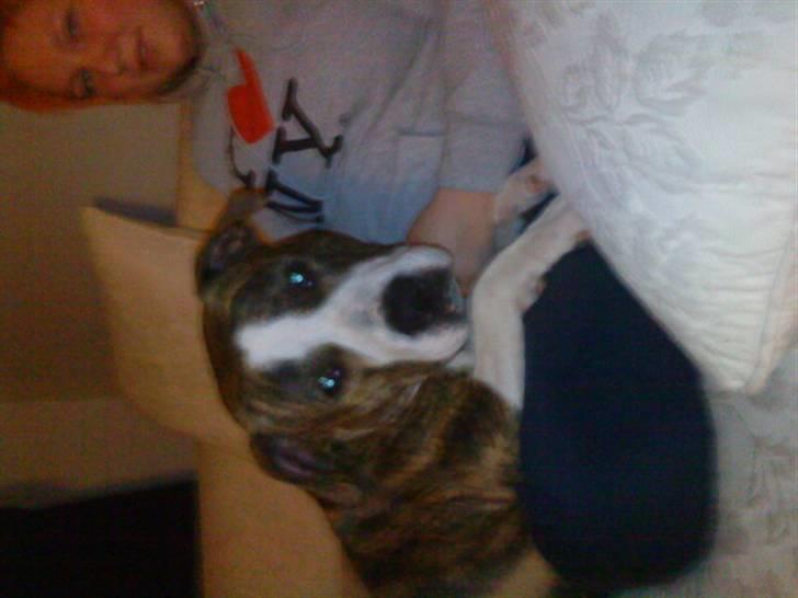 Blanding af racer Lou billede 11