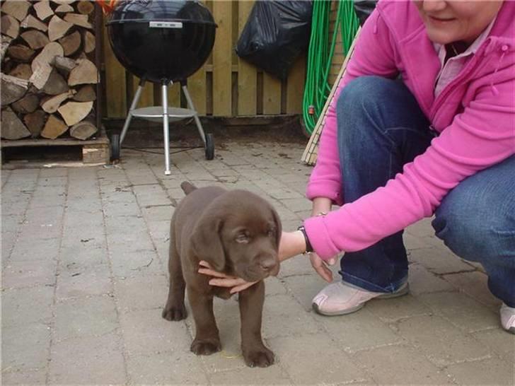 Labrador retriever Louie - Louie som hvalp billede 5