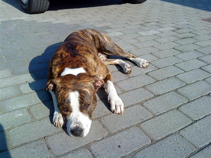 Blanding af racer Lou billede 12