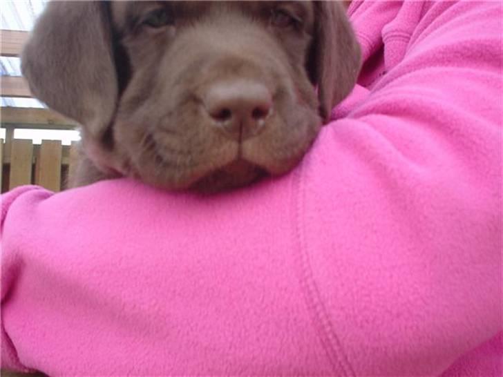 Labrador retriever Louie - Louie som hvalp billede 7