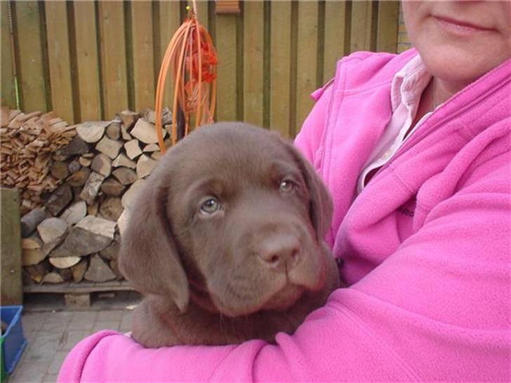 Labrador retriever Louie - Louie som hvalp billede 10