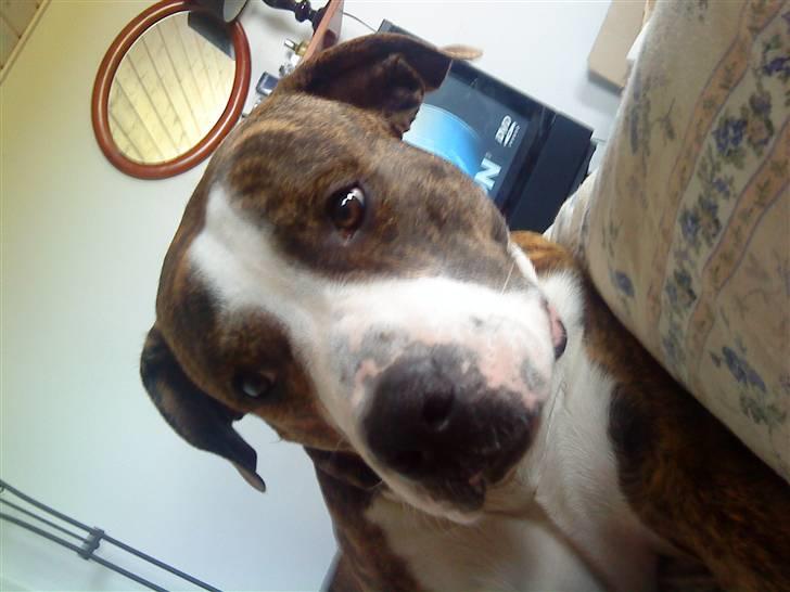 Blanding af racer Lou billede 13