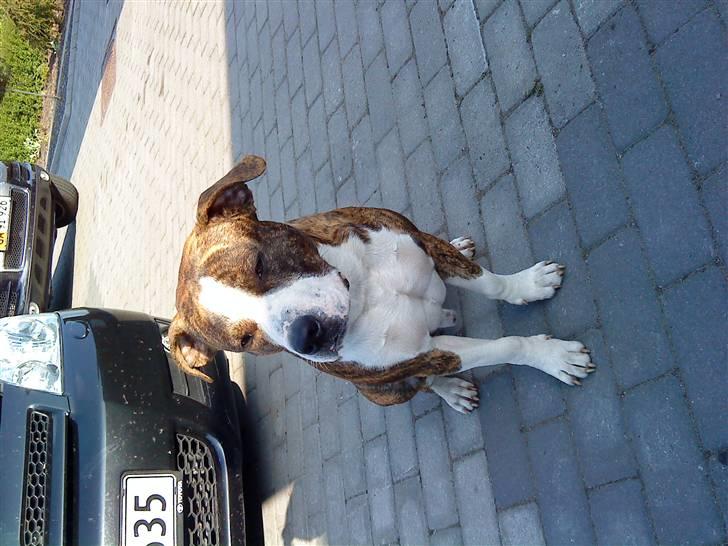 Blanding af racer Lou billede 14