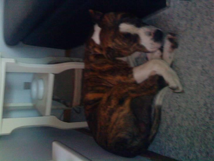 Blanding af racer Lou billede 15