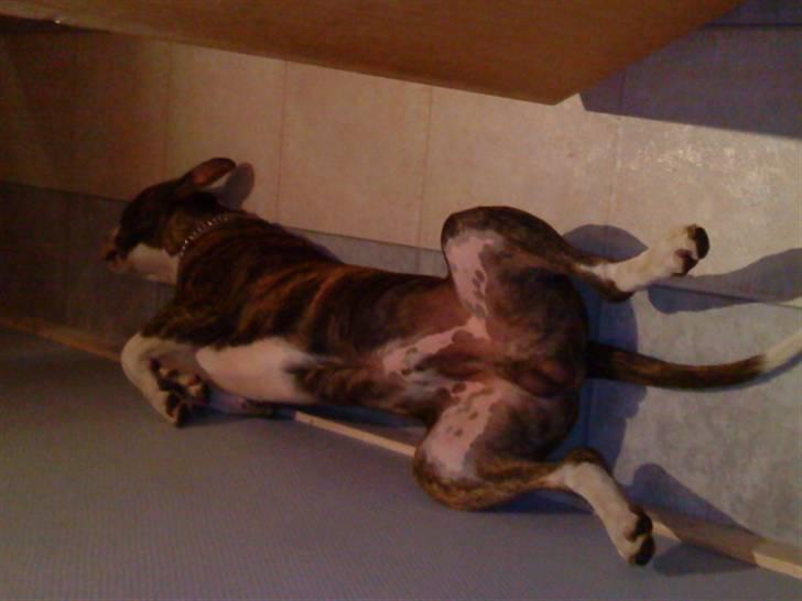 Blanding af racer Lou billede 16