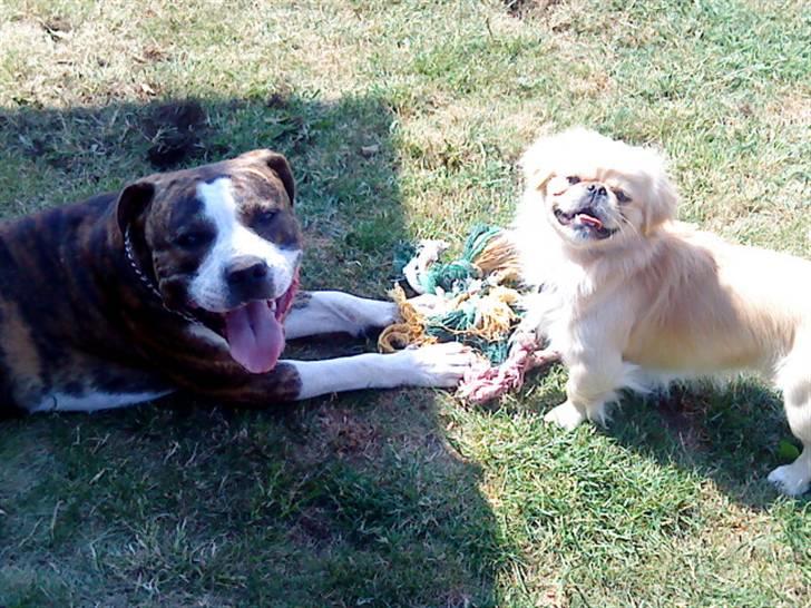 Blanding af racer Lou billede 17