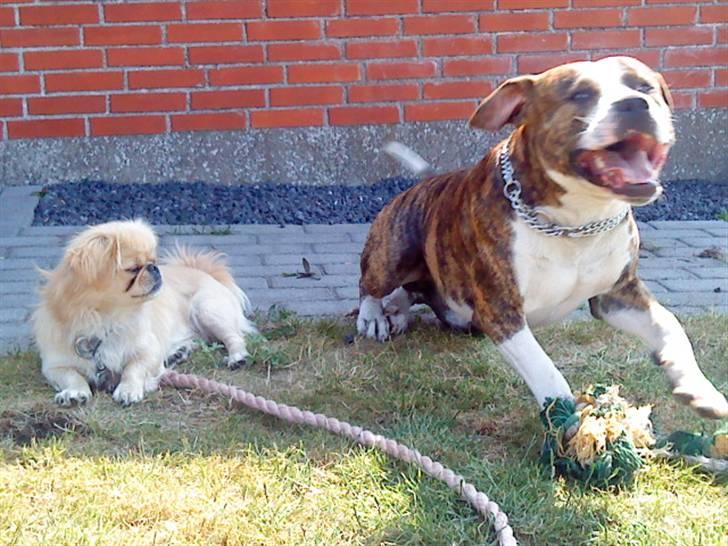 Blanding af racer Lou billede 18