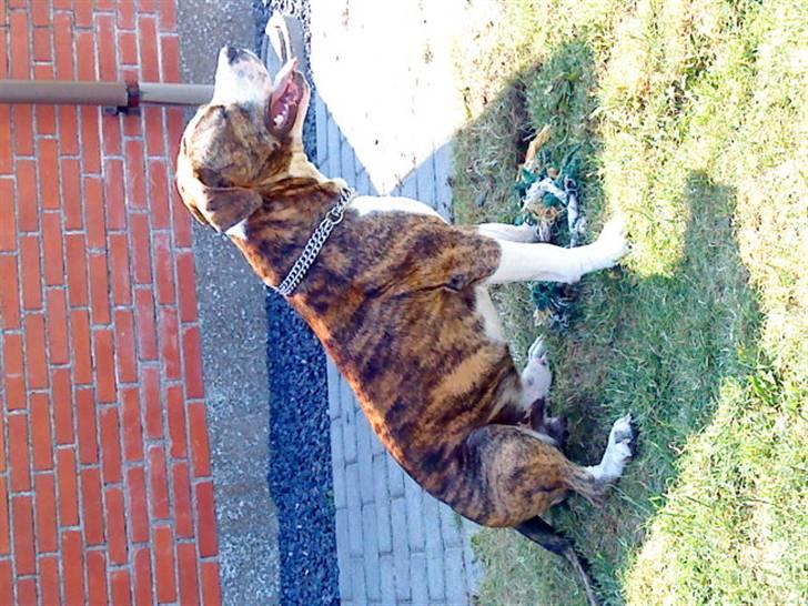 Blanding af racer Lou billede 19