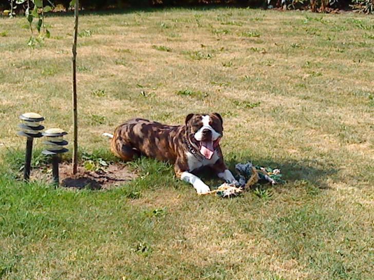 Blanding af racer Lou billede 20