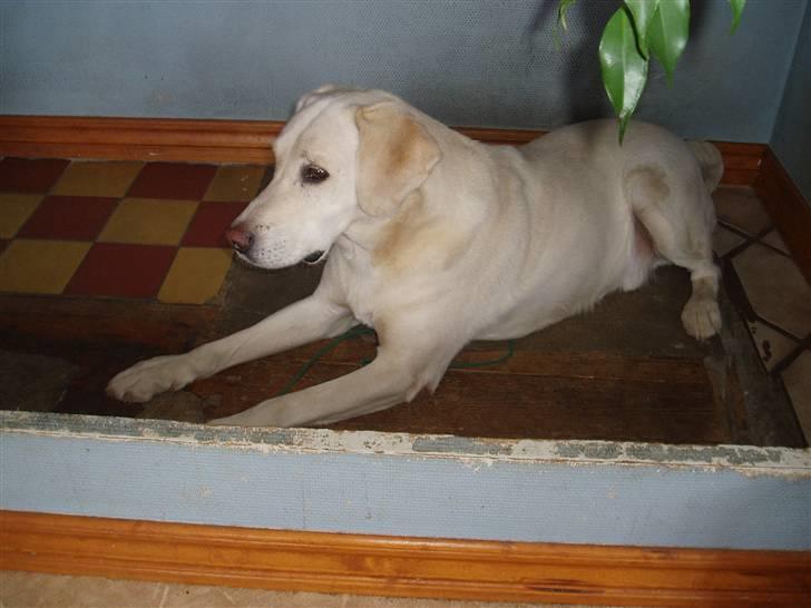 Labrador retriever obelix **DØD** billede 2