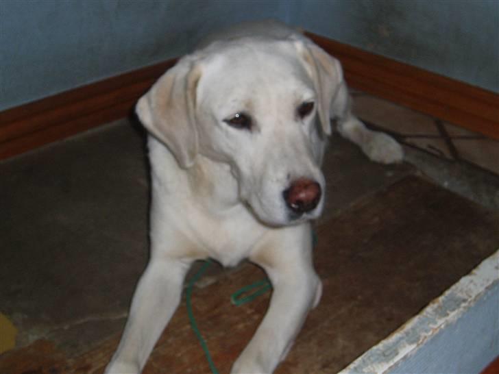 Labrador retriever obelix **DØD** billede 3