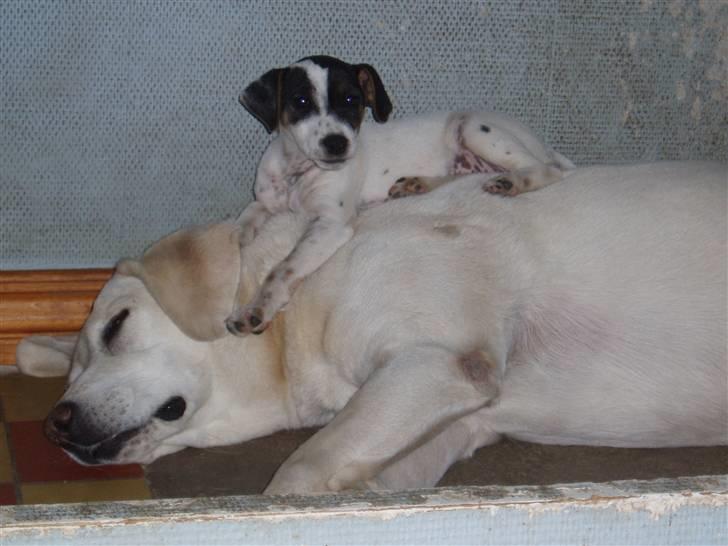 Labrador retriever obelix **DØD** billede 4