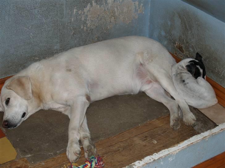 Labrador retriever obelix **DØD** billede 5