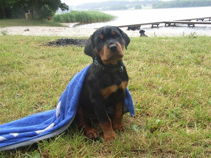 Rottweiler Kåre billede 1