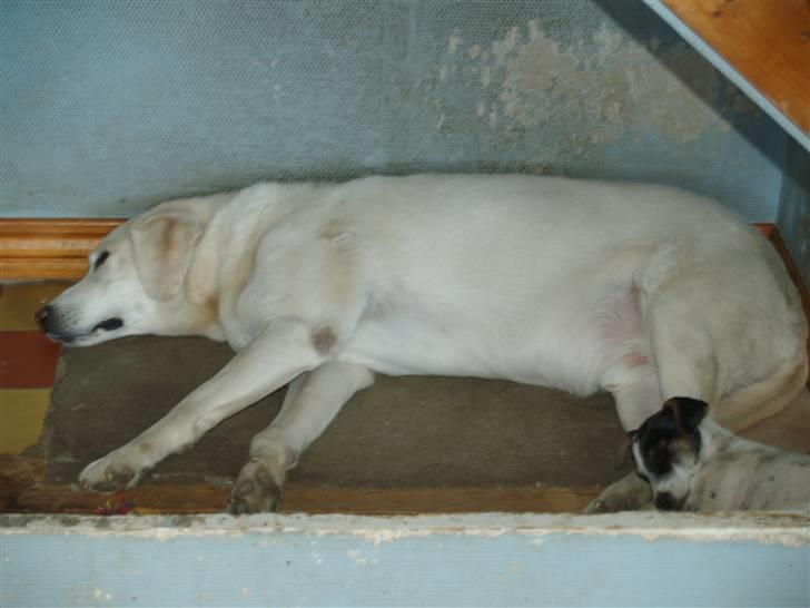 Labrador retriever obelix **DØD** billede 6