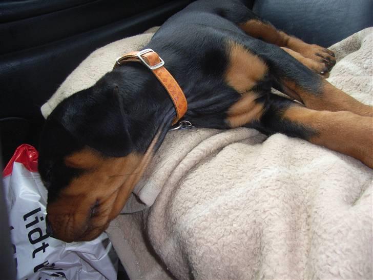 Rottweiler Kåre billede 2