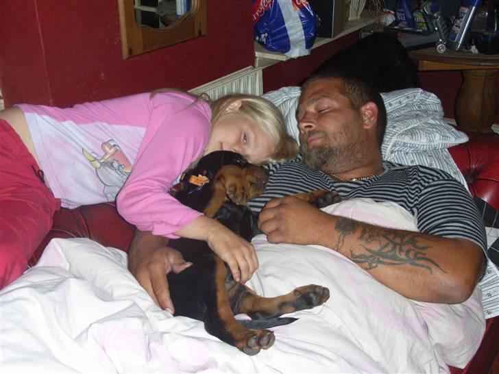 Rottweiler Kåre billede 3