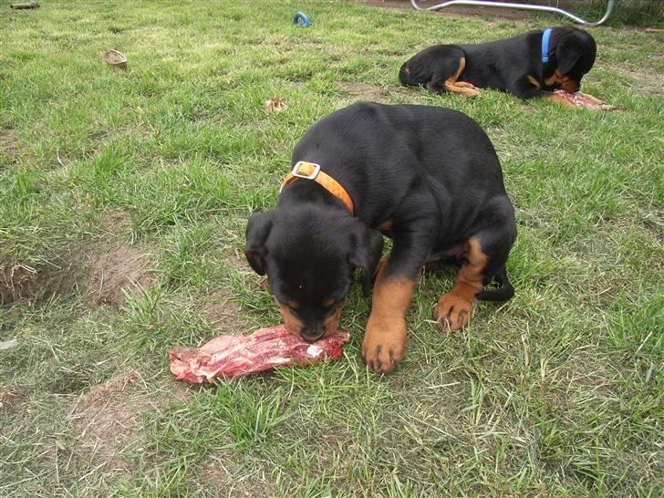 Rottweiler Kåre billede 4