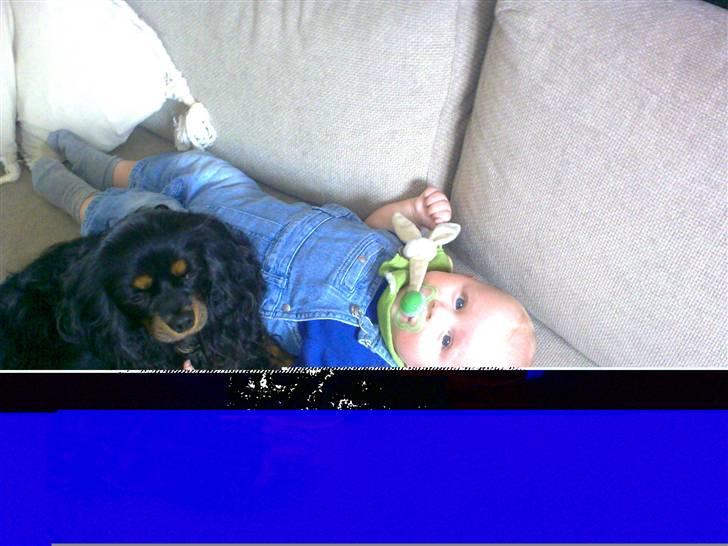 Cavalier king charles spaniel Fifi's Eko billede 8