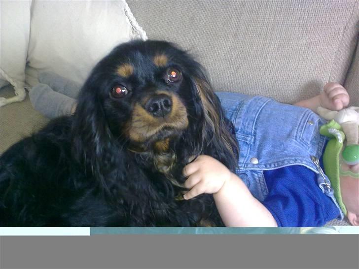 Cavalier king charles spaniel Fifi's Eko - Jeg elsker at putte med de små billede 9