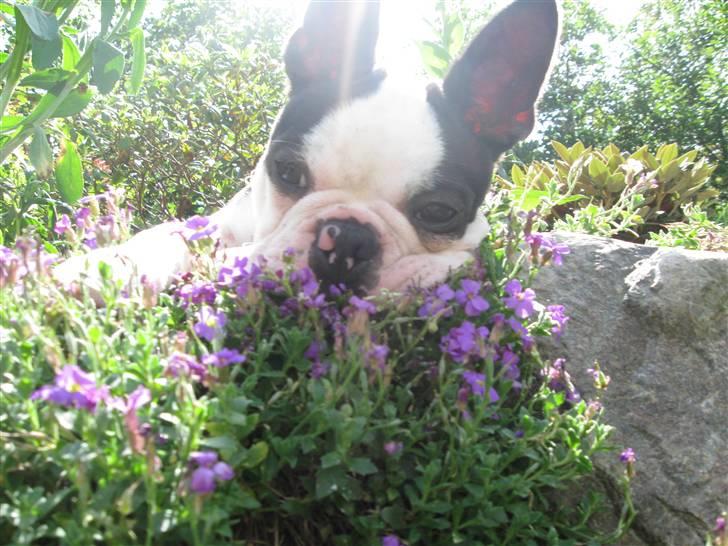 Boston terrier Georgi billede 16