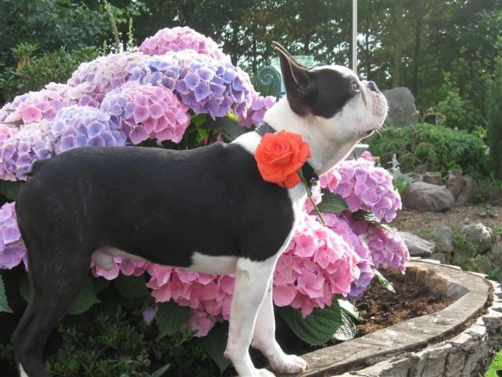 Boston terrier Georgi billede 17