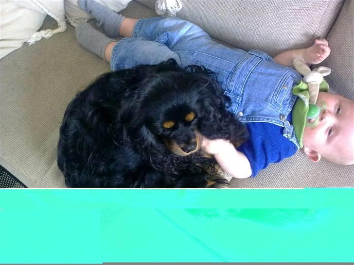 Cavalier king charles spaniel Fifi's Eko billede 10