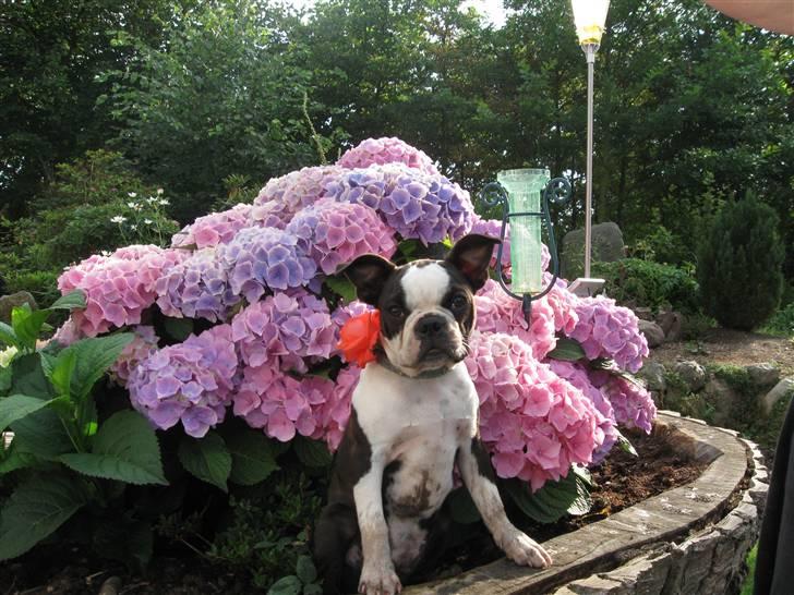 Boston terrier Nelly billede 15