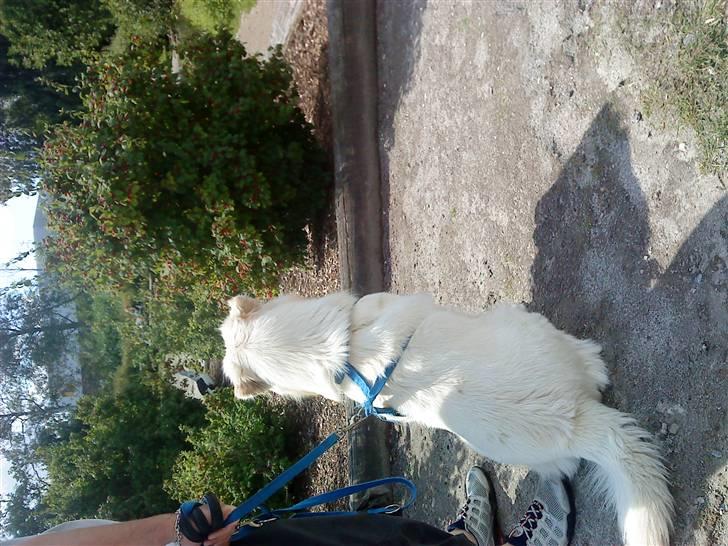 Blanding af racer Tarzan - Tarzan har fået øje på en underlig fugl i Dorkterparken billede 16