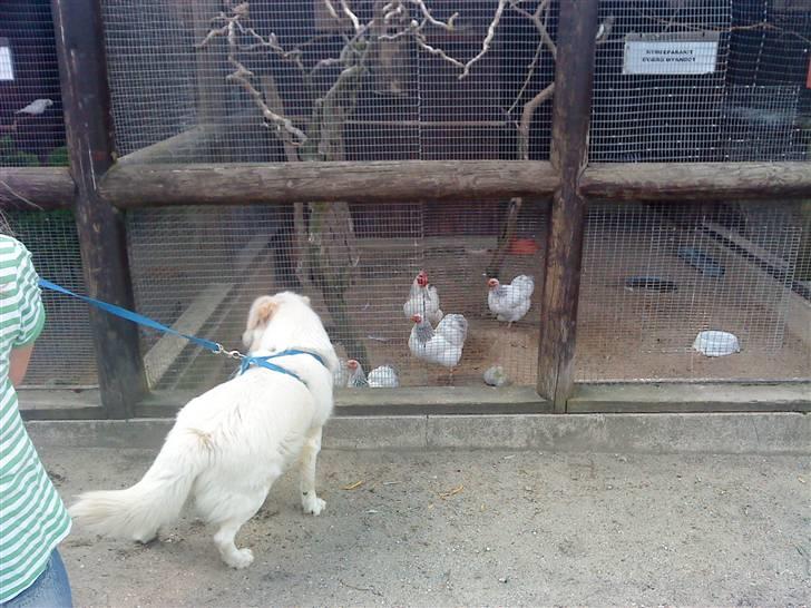 Blanding af racer Tarzan - Tarzan snakker med hønerne i Dorktorparken billede 17