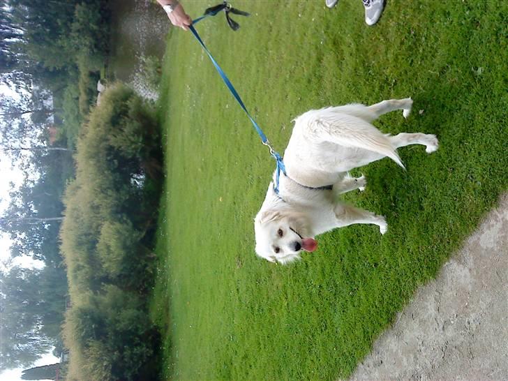 Blanding af racer Tarzan - Tarzan går rundt i Dorkterparken billede 18