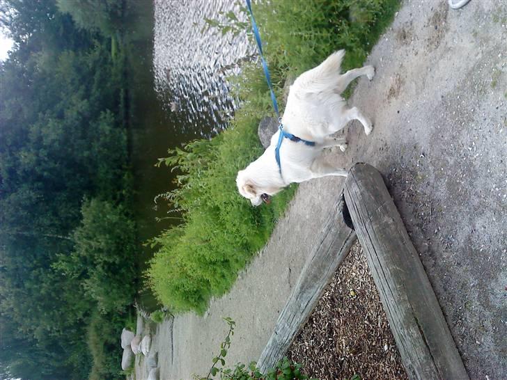 Blanding af racer Tarzan - Tarzan holder øje med den underligefugl billede 19