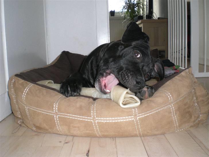 Staffordshire bull terrier Bobo billede 17