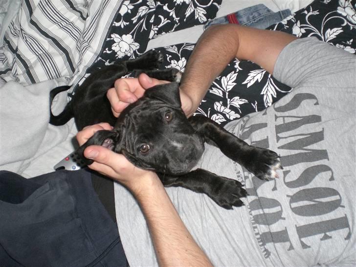 Staffordshire bull terrier Bobo billede 18