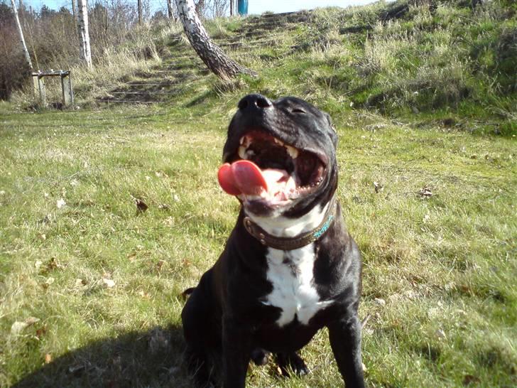 Staffordshire bull terrier Bobo billede 19