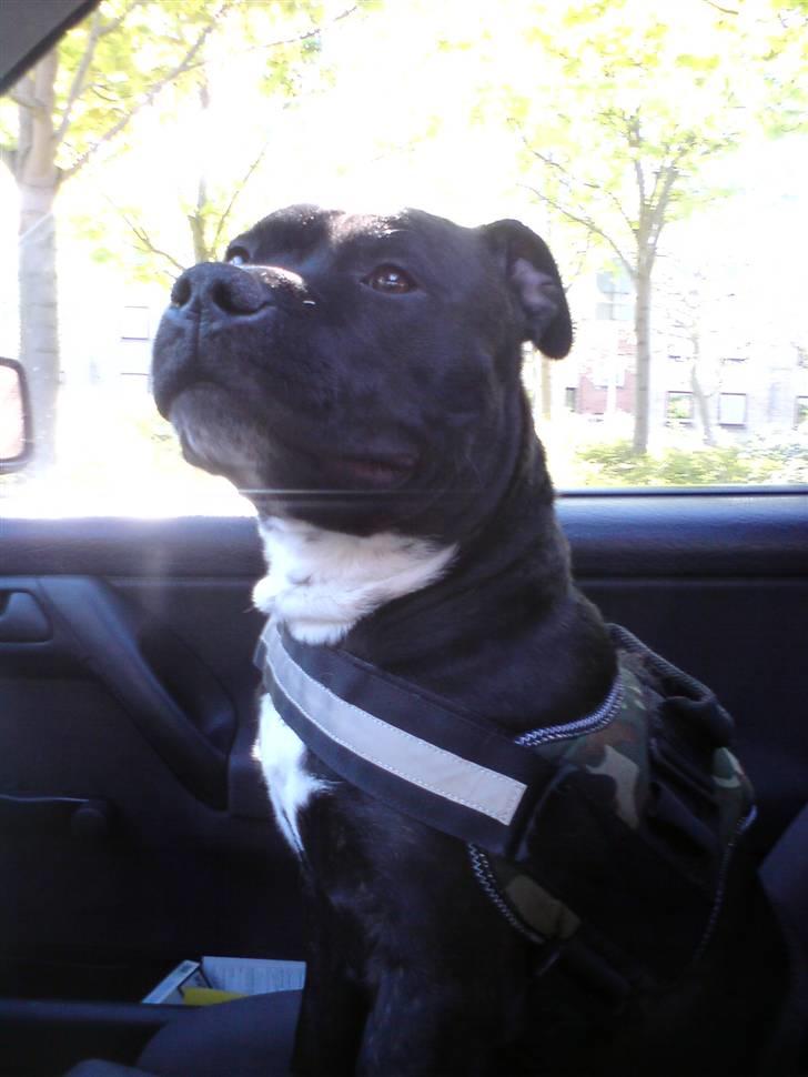 Staffordshire bull terrier Bobo billede 20