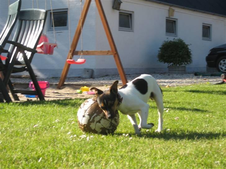 Dansk svensk gaardhund Mille - Jeg skal nok få dig..! billede 5