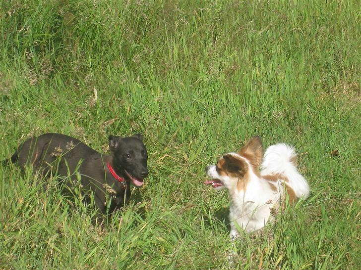 Whippet Liva billede 18