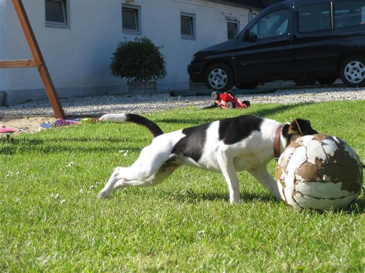 Dansk svensk gaardhund Mille - jeg skal lige have fat i snoren... (mille kan kun holde bolden fordi der er en snor derpå) XD billede 6