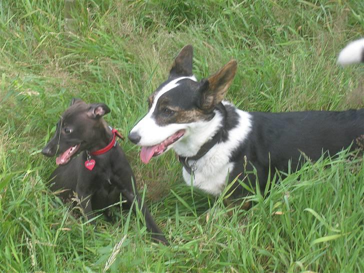 Whippet Liva billede 19