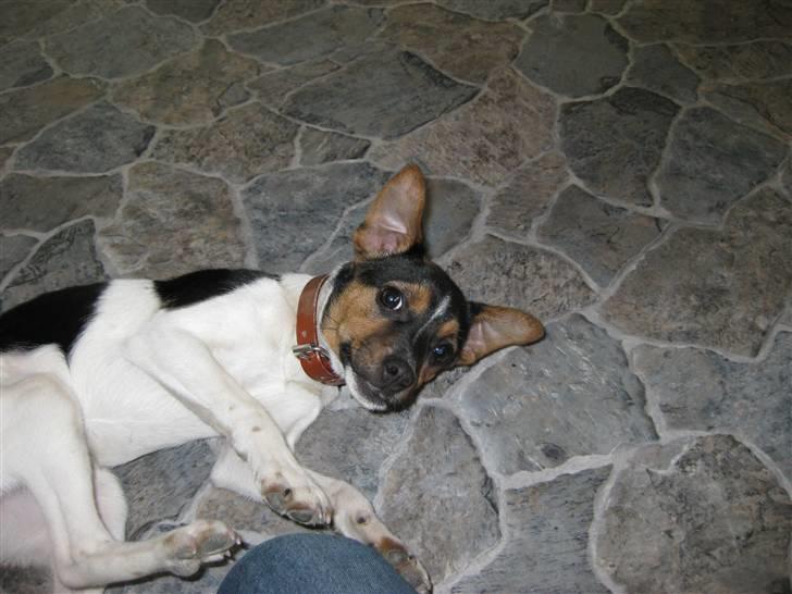 Dansk svensk gaardhund Mille - Skal vi lege? :) billede 7