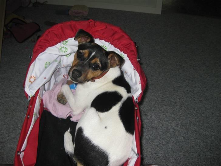 Dansk svensk gaardhund Mille - Hvad er der??? billede 8