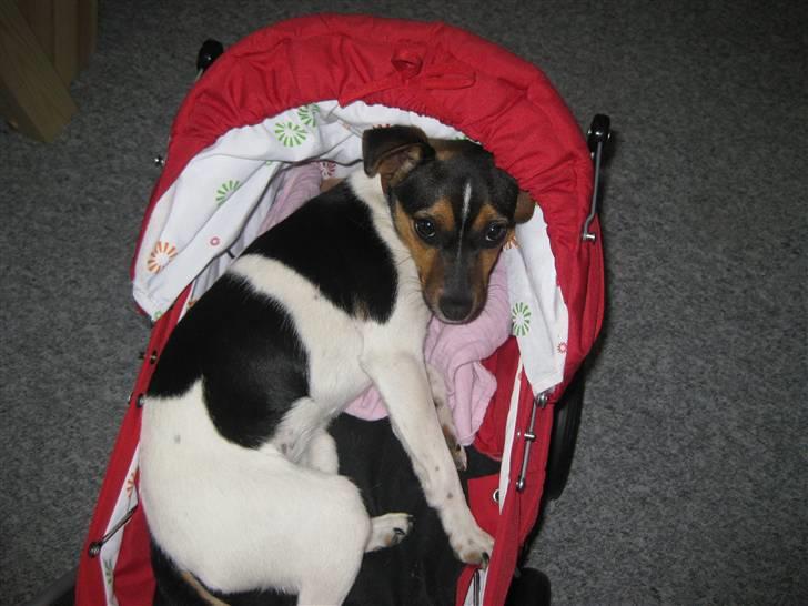 Dansk svensk gaardhund Mille - Må jeg ikke lægge her.. det troede jeg da..  billede 9