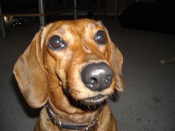 Gravhund Josefine DØD - "Hvad er der ??" billede 14