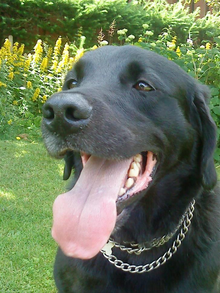 Labrador retriever Basse R.I.P - Min dejlige Bassemand billede 1
